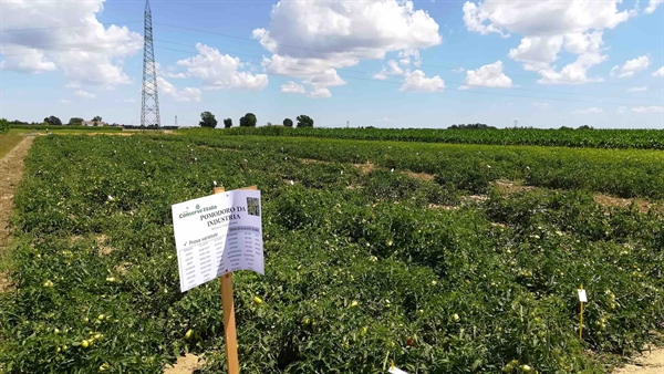 Agricoltura sostenibile, l’impegno di Conserve Italia: più tecnologia a disposizione dei soci produttori e un modello per misurare l’impronta dei prodotti